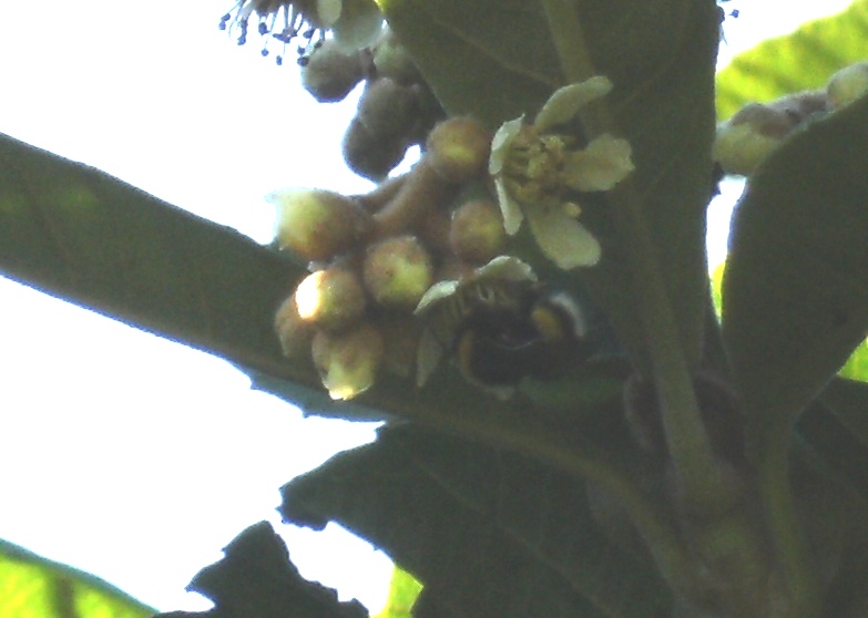 Impollinatori natalizi (Imenotteri e ditteri)